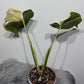 Monstera Thai Constellation 6