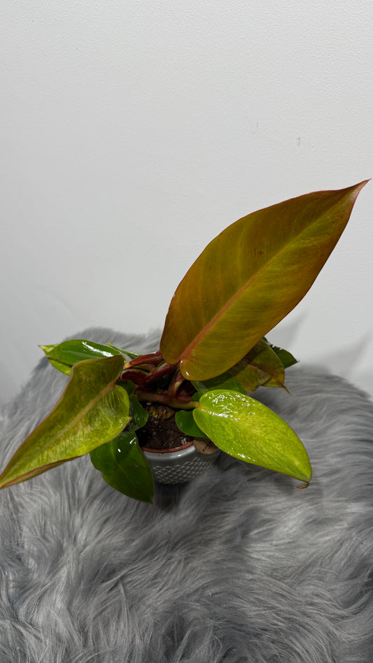 Philodendron 2