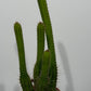 Cleistocactus Samaipatan