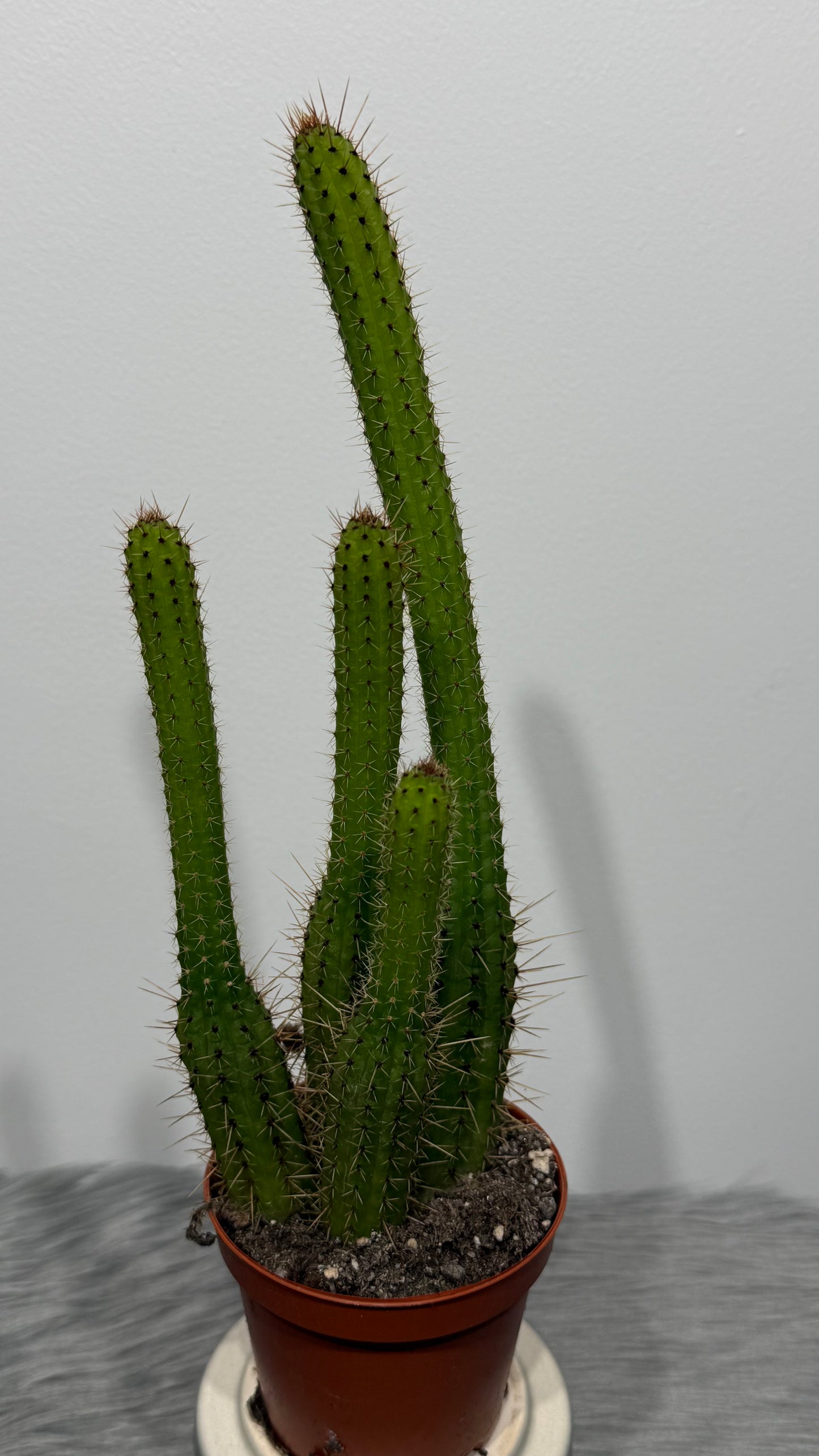 Cleistocactus Samaipatan