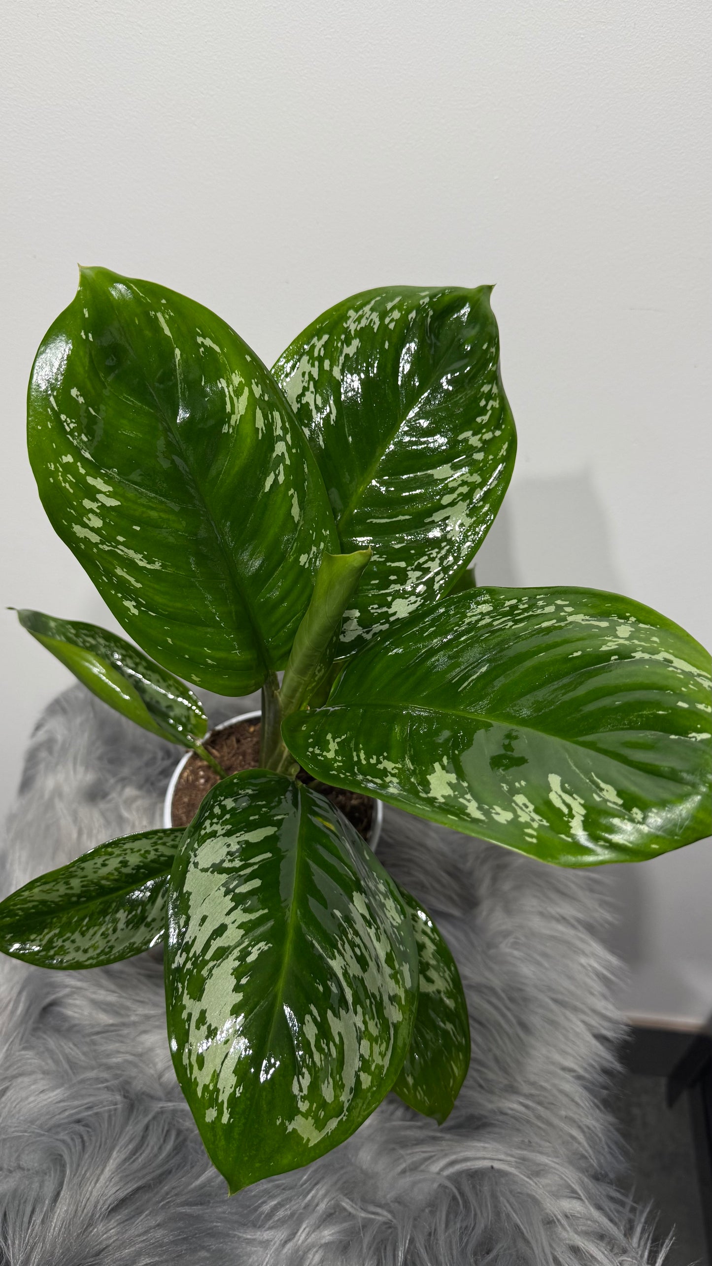Aglaonema 3