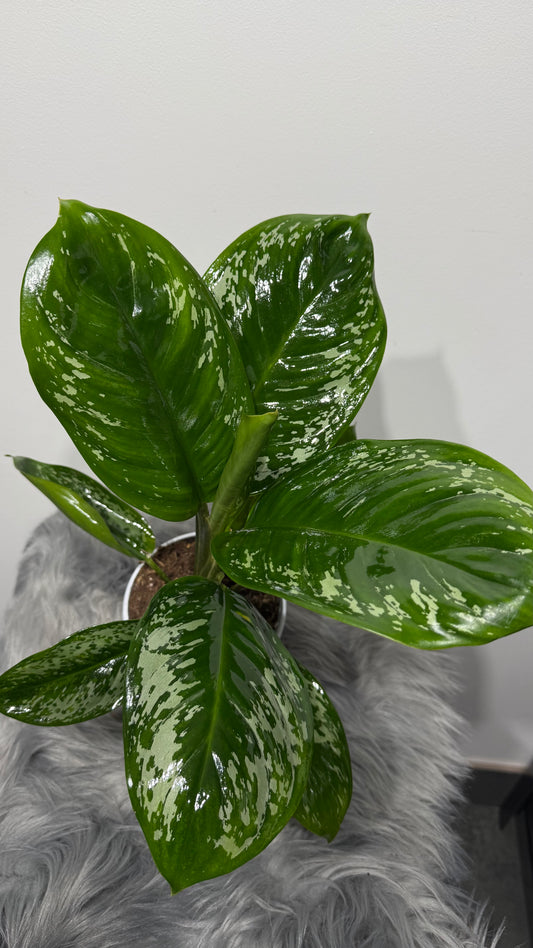 Aglaonema 3