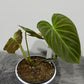 Philodendron Splendid