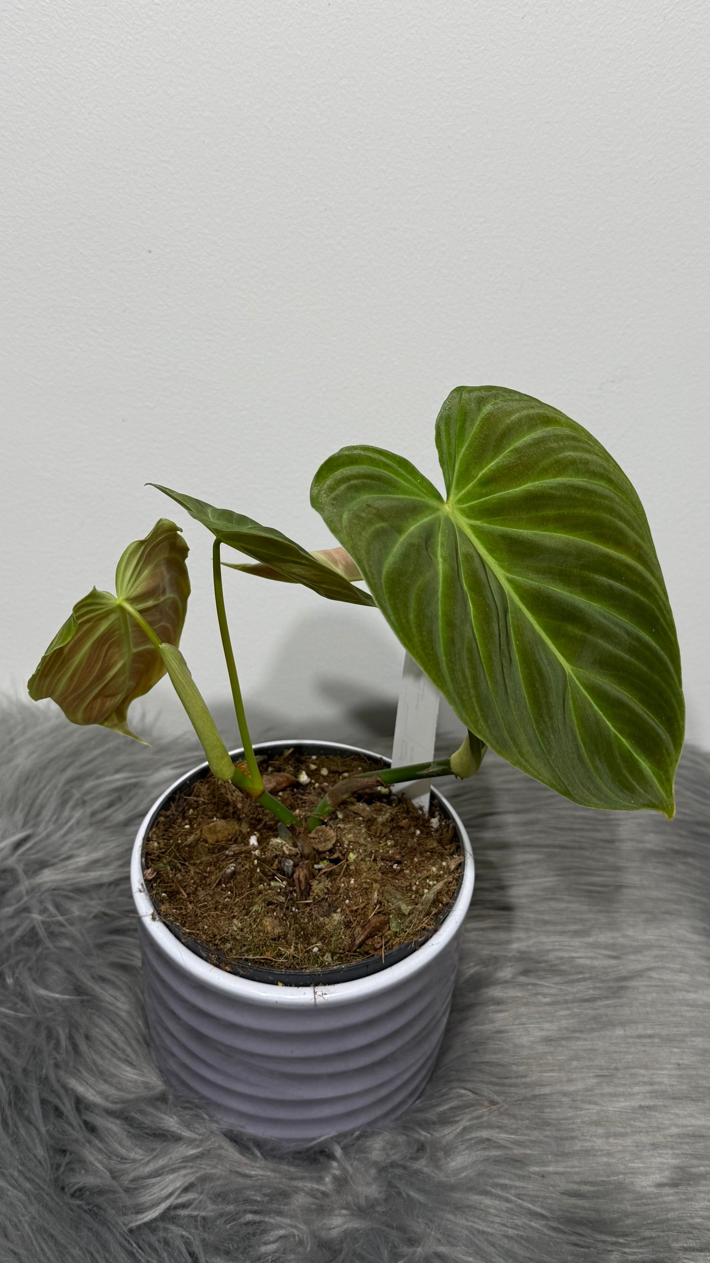 Philodendron Splendid