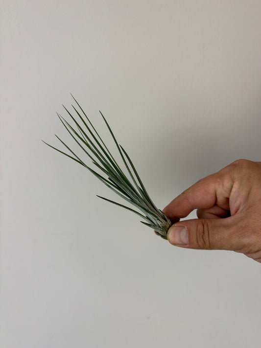 Tillandsia Air plant 3