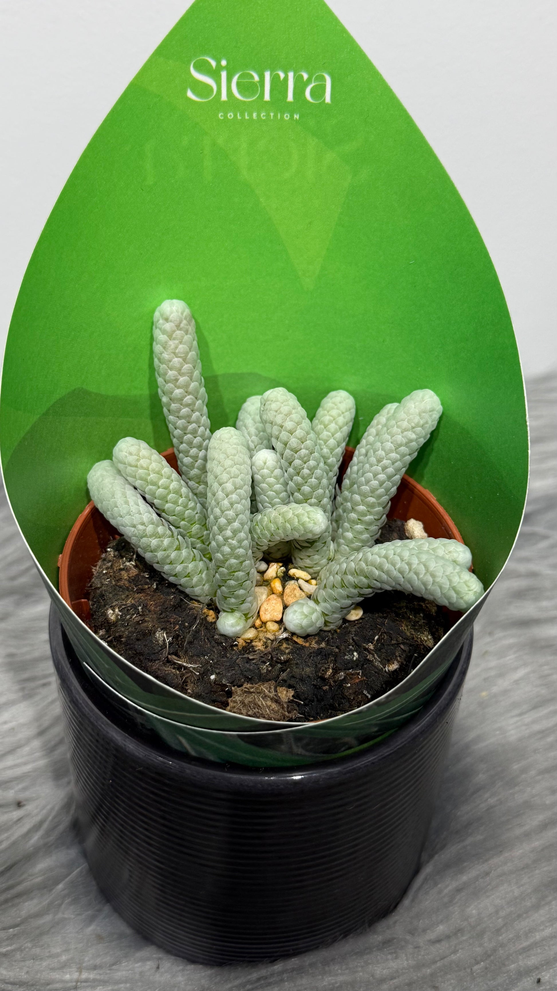 avonia succulent Avonia Papyracea – www.augi-plants.lv