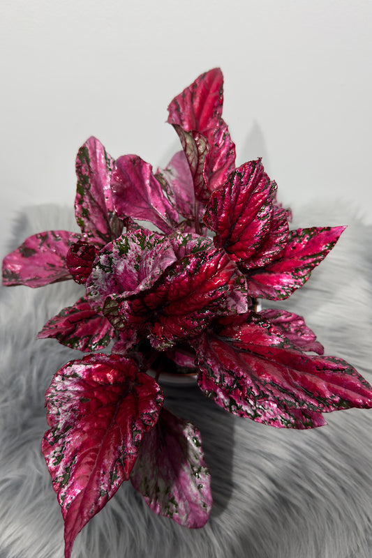 Begonia Beleaf 4