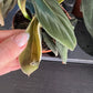 Philodendron gigas