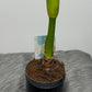 Hippeastrum Alfresco