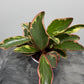 Peperomia Jellie