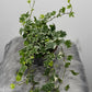 Ivy Variegata