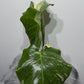 Monstera Thai Constellation 7