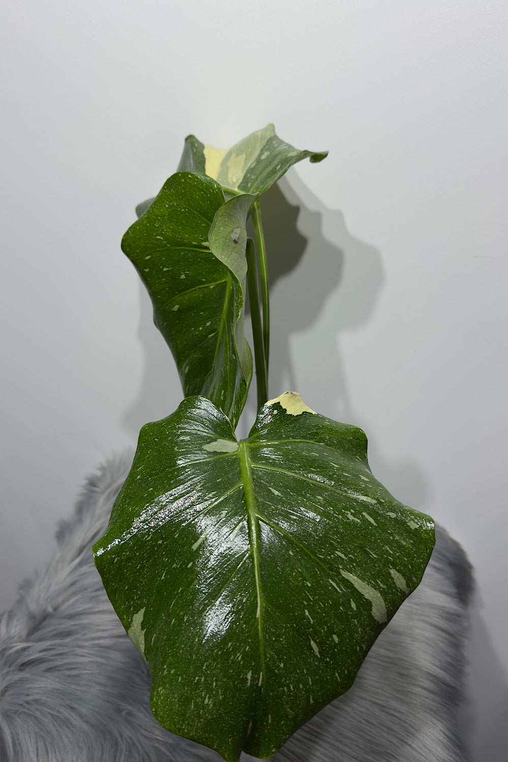 Monstera Thai Constellation 7