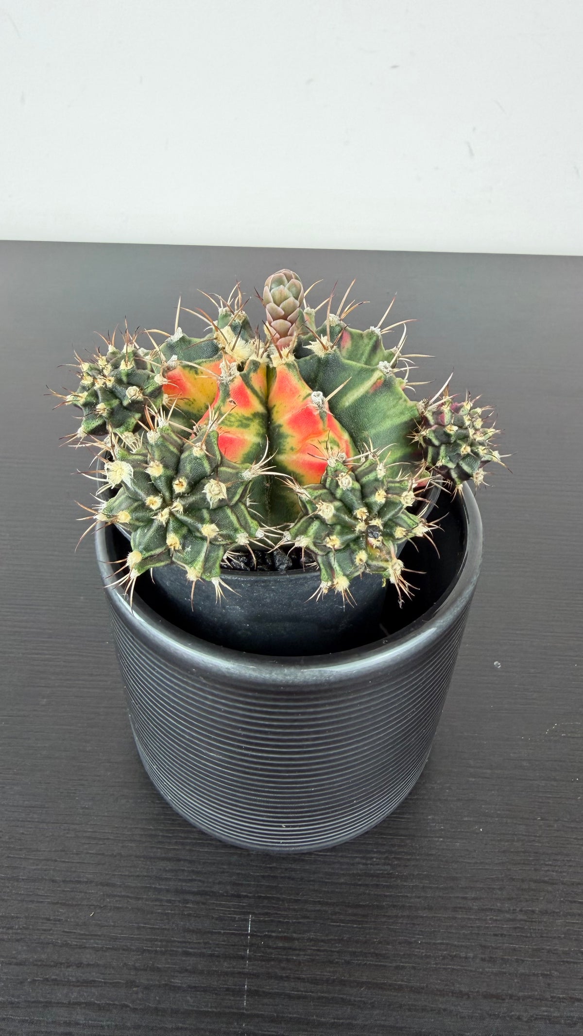 Gymnocalycium mihanovichii variegata