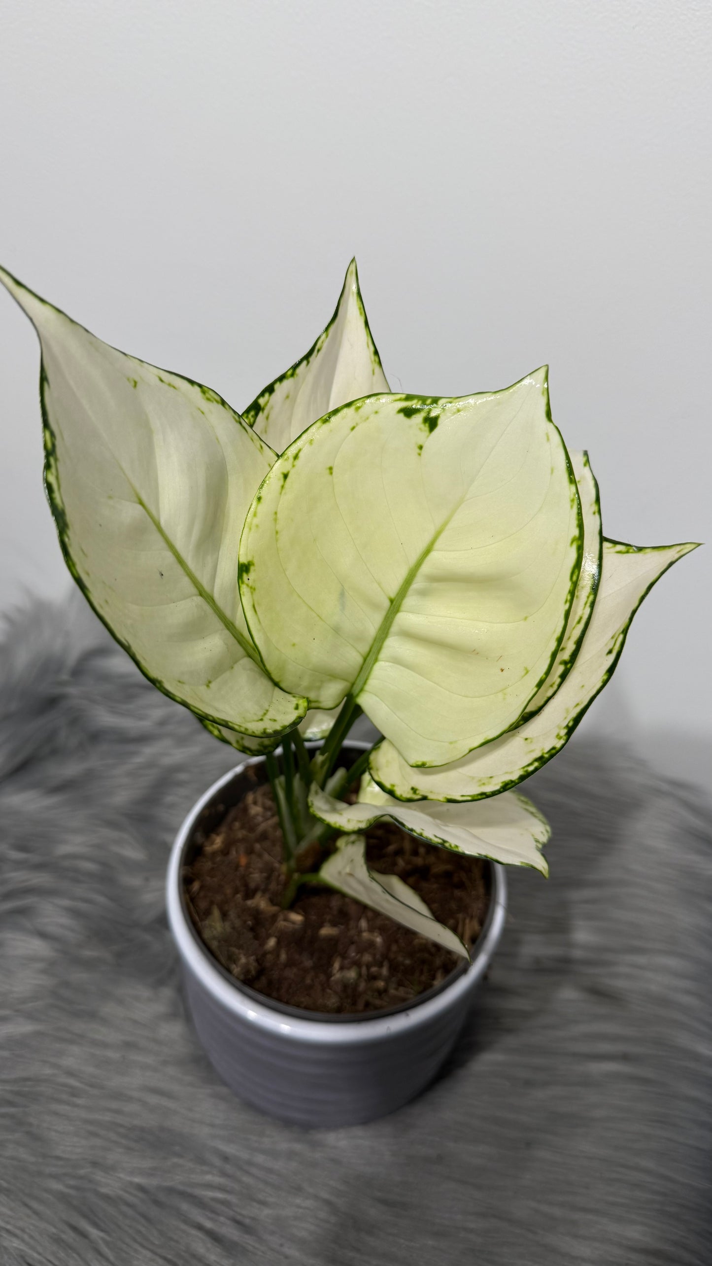 Aglaonema 10