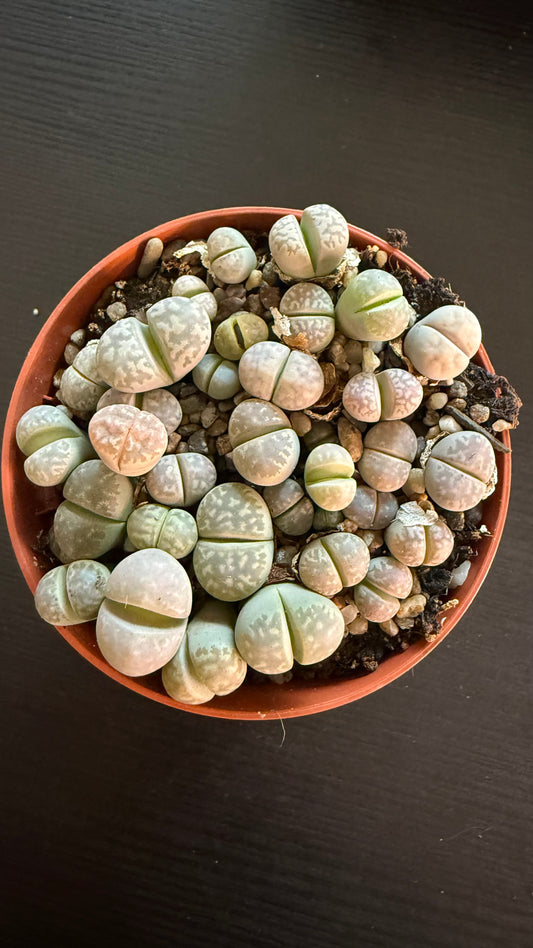 Lithops 4