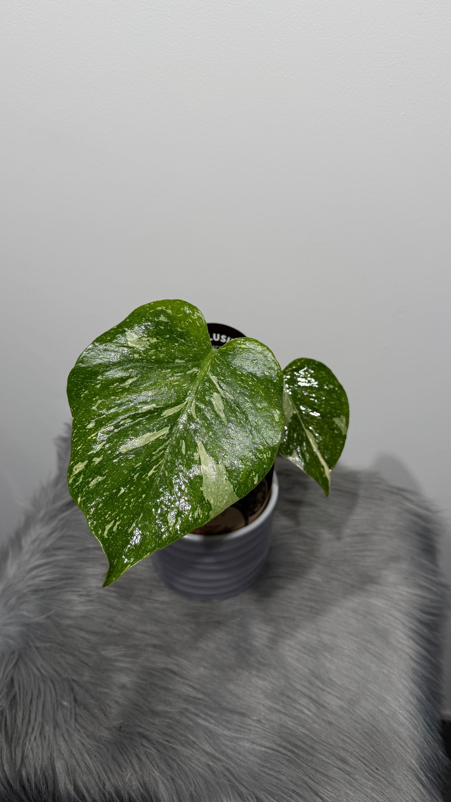 Monstera Thai Constellation