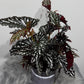 Begonia Maculata