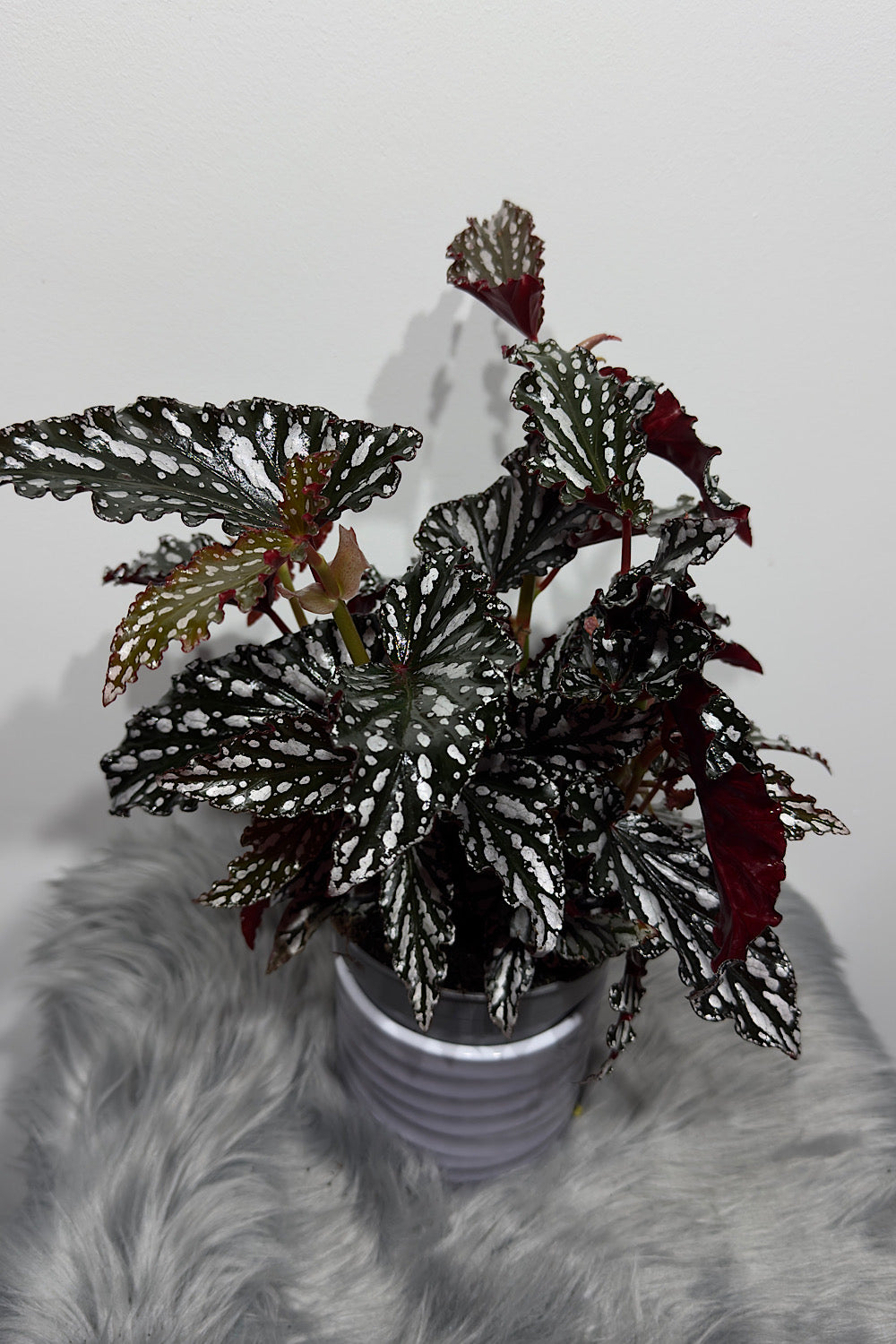 Begonia Maculata