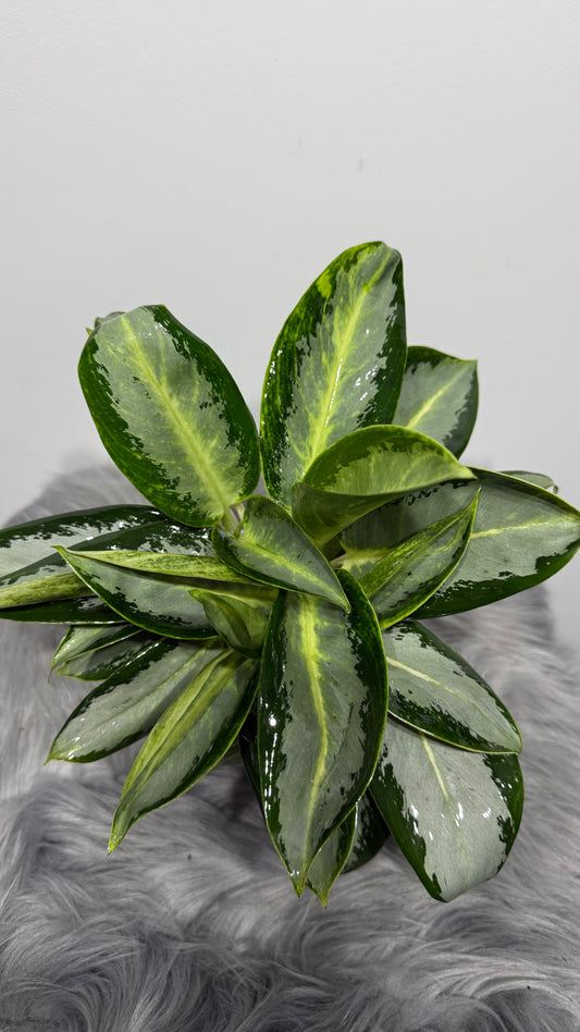Aglaonema 6