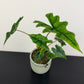 Alocasia Jacklyn