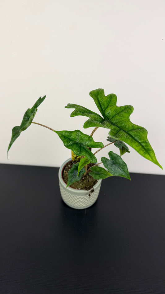 Alocasia Jacklyn
