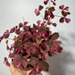 Oxalis Vulcano Pink