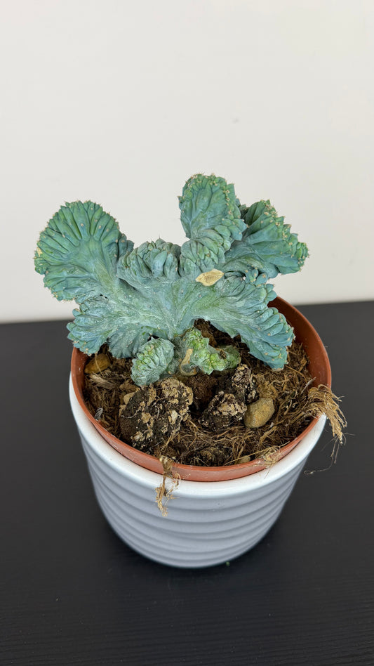 Cactus 2