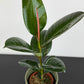 Ficus elastica Robusta