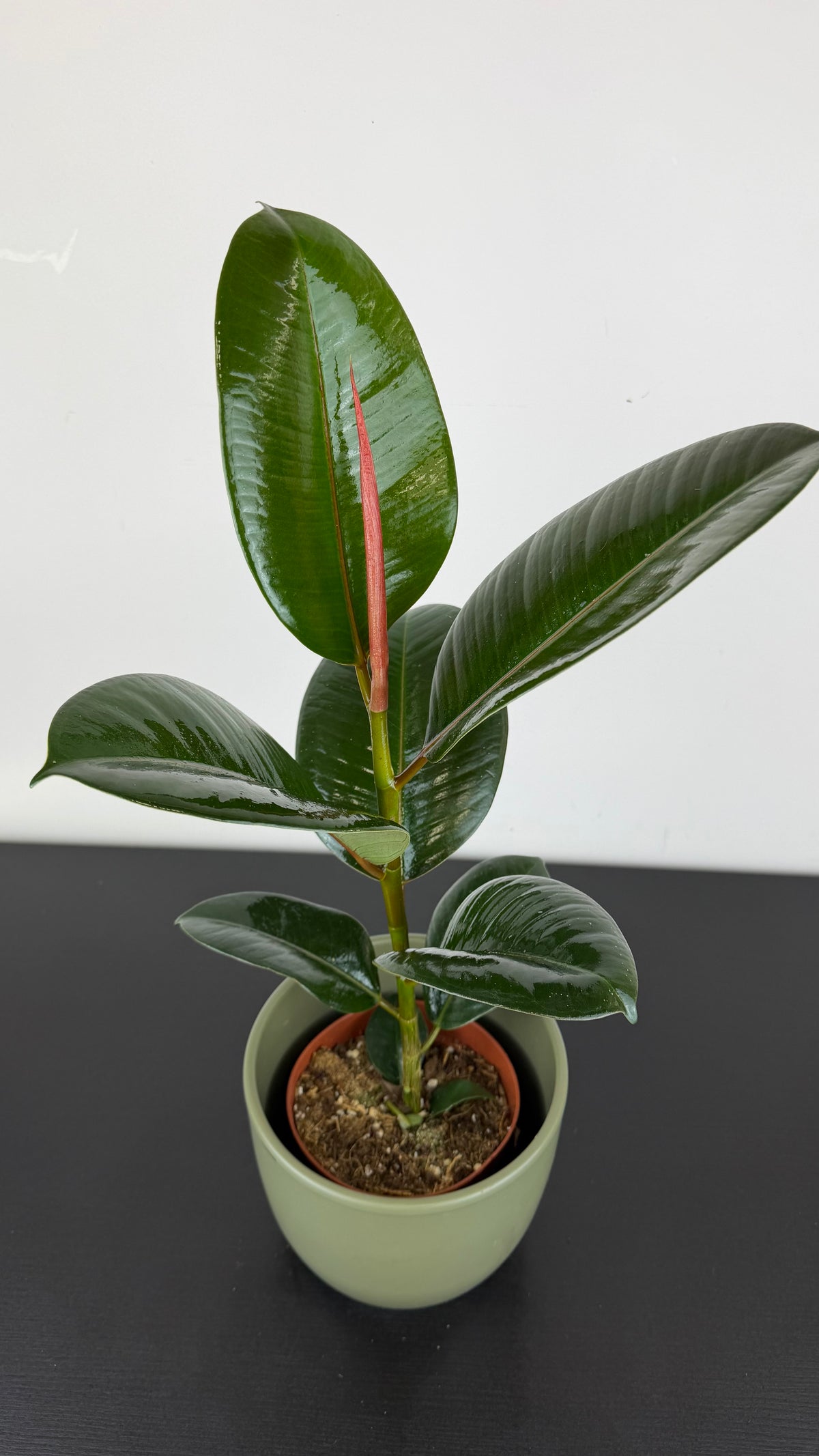 Ficus elastica Robusta