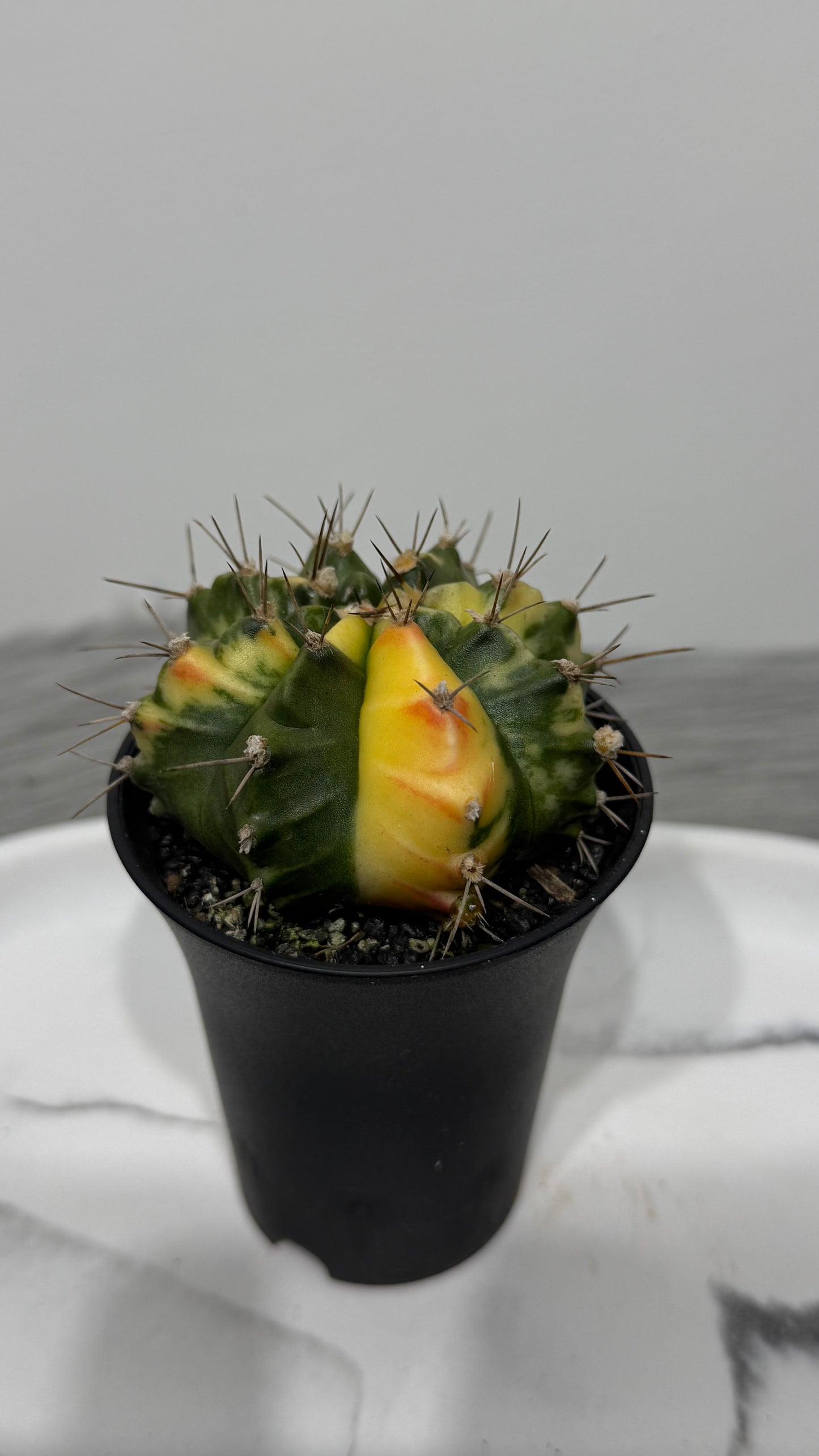 Gymnocalycium mihanovichii variegata