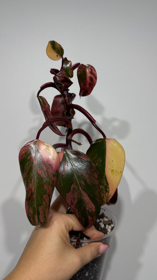 Philodendron Strawberry Shake