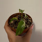 Monstera minima variegata