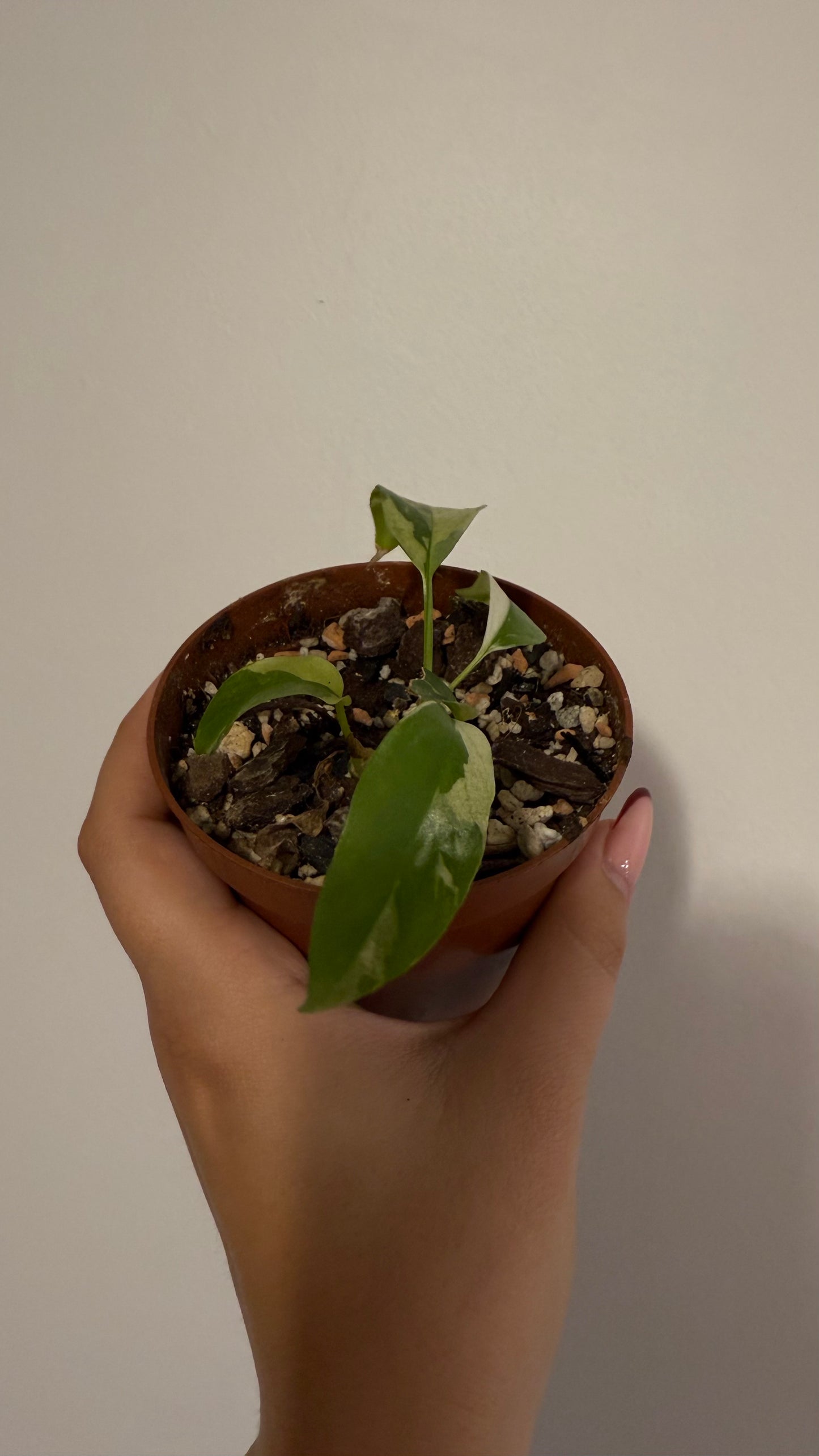 Monstera minima variegata