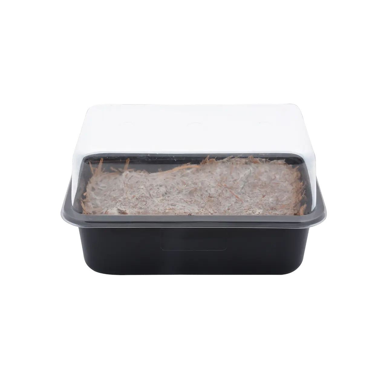 Sēņu Audzēšanas Komplekts