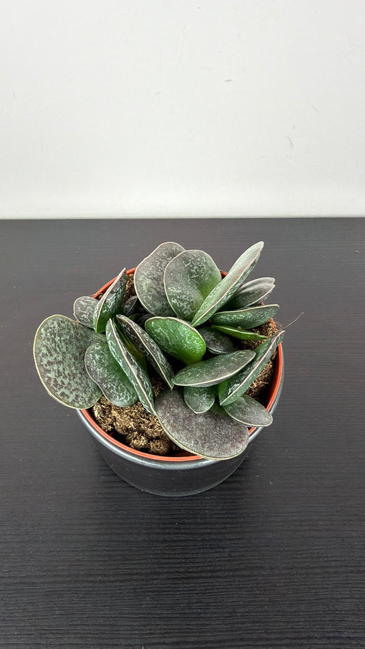Adromischus 4