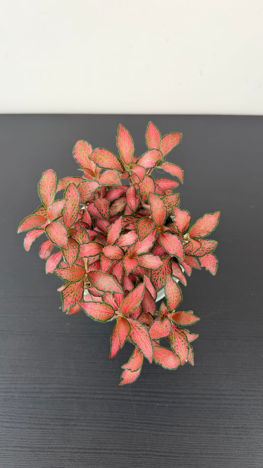 Fittonia 5