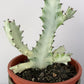 Euphorbia Lactea White Ghost