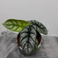 Alocasia Silver Dragon
