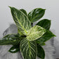 Philodendron Birkin