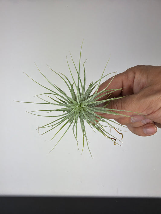 Tillandsia Air plant 8