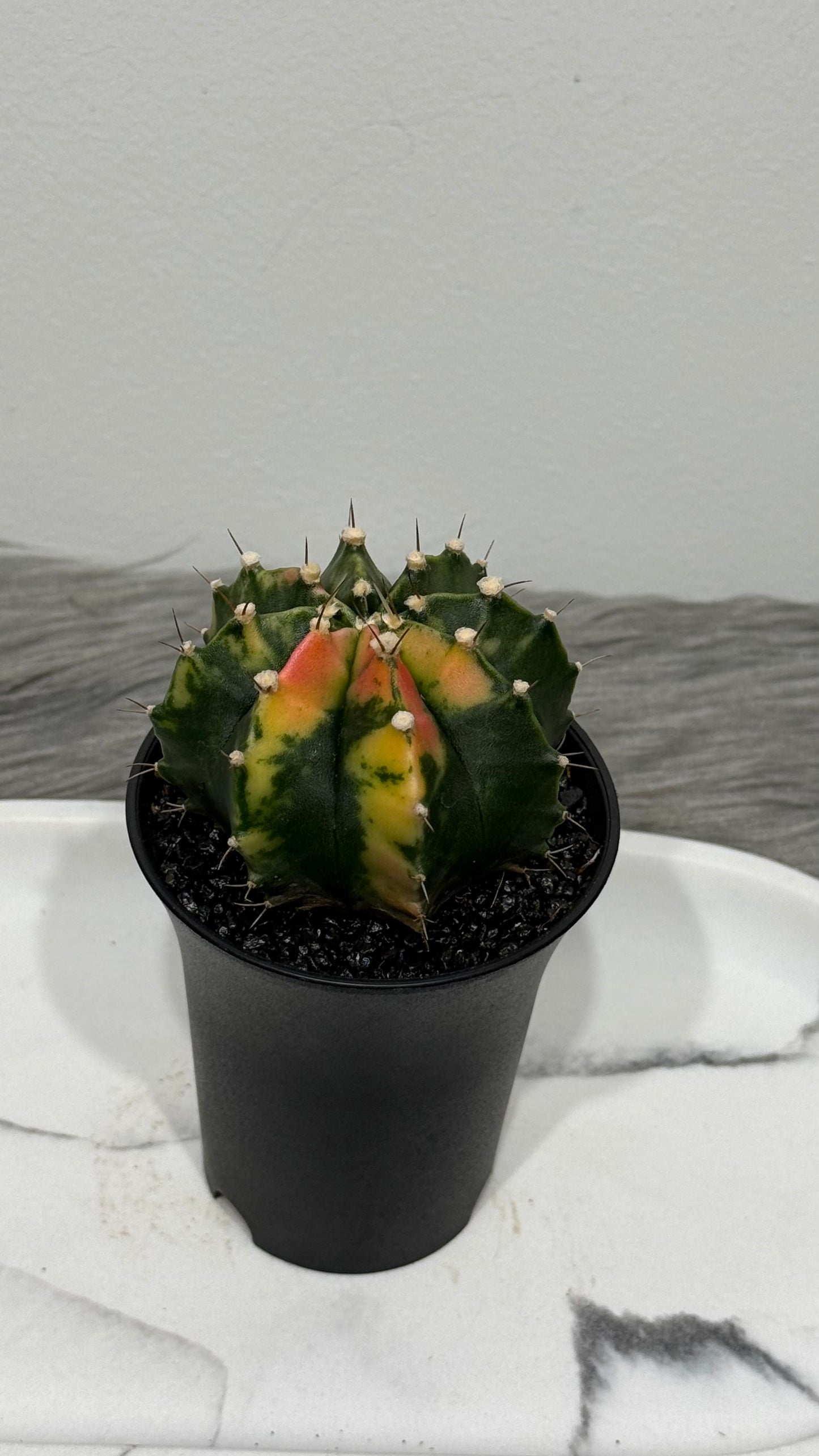 Gymnocalycium mihanovichii variegata