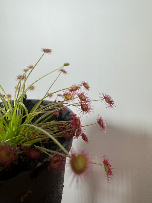Mušķērājs Drosera 2