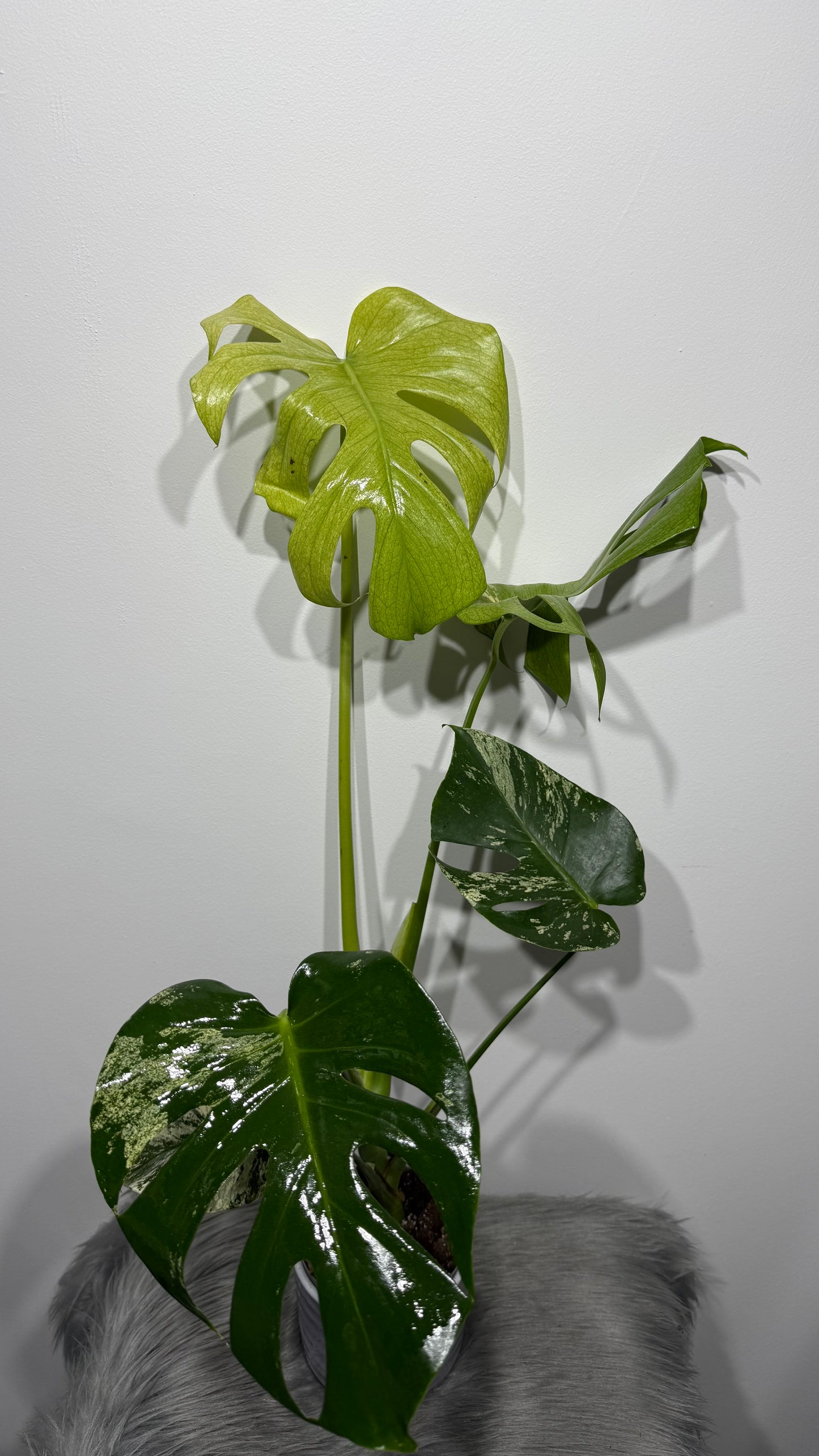 Monstera Mint