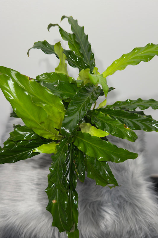 Calathea 7