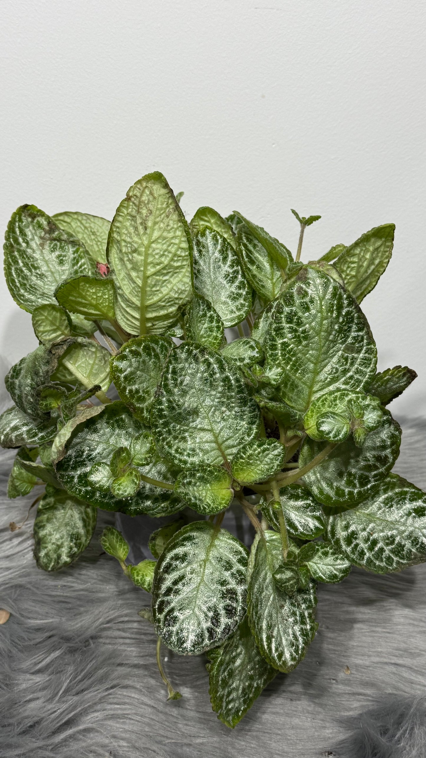 Episcia 1