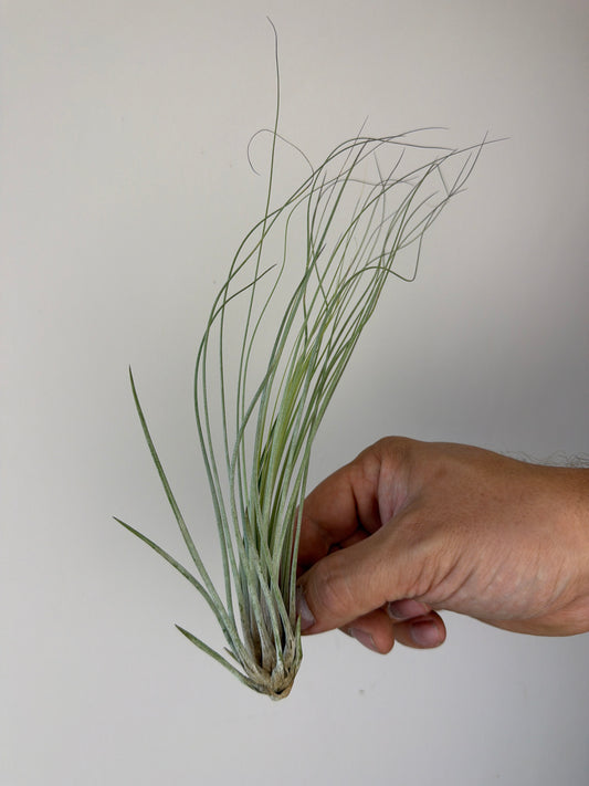 Tillandsia Air plant 4