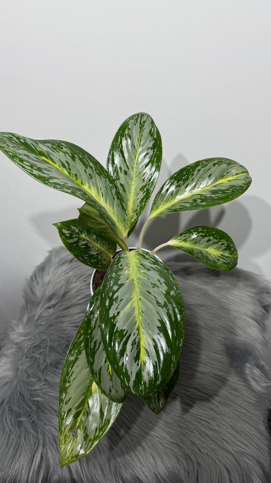 Aglaonema 17