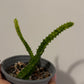 Stapelia/ Huernia variegata