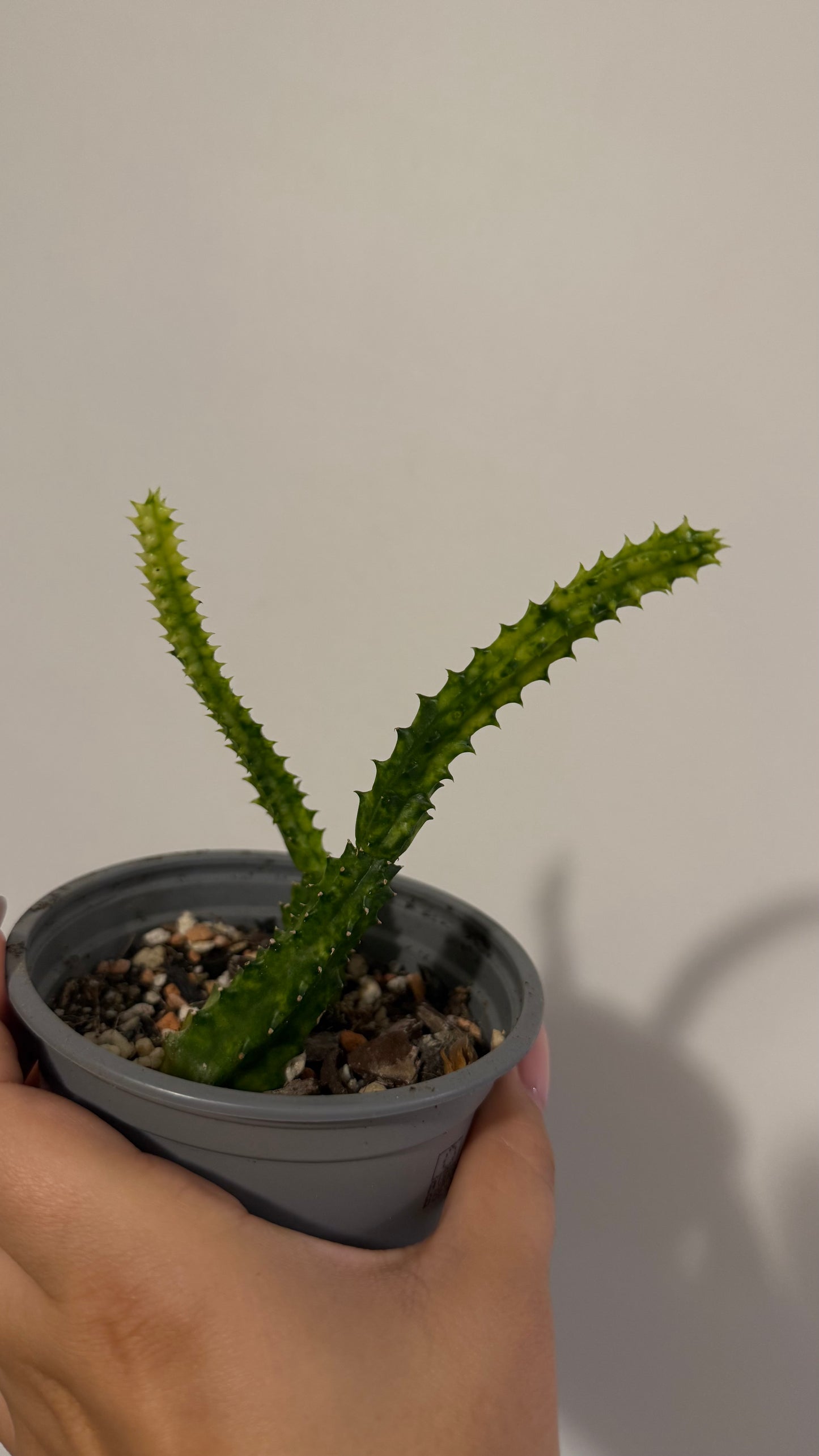 Stapelia/ Huernia variegata